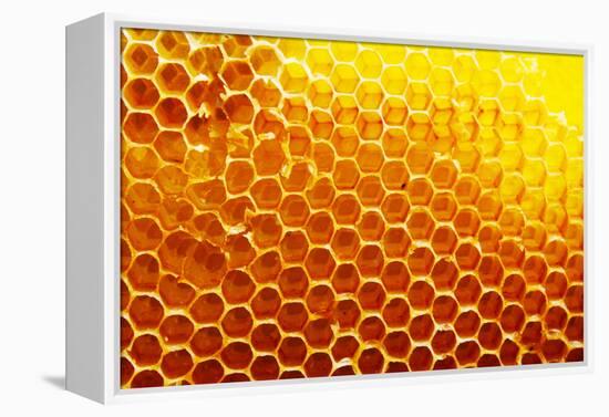 Honey Beehive-val lawless-Framed Premier Image Canvas