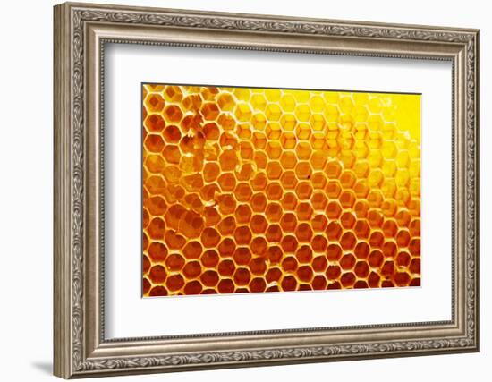 Honey Beehive-val lawless-Framed Photographic Print