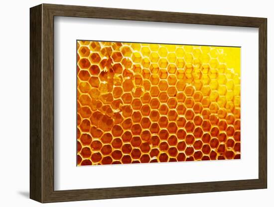 Honey Beehive-val lawless-Framed Photographic Print