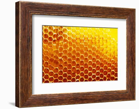 Honey Beehive-val lawless-Framed Photographic Print