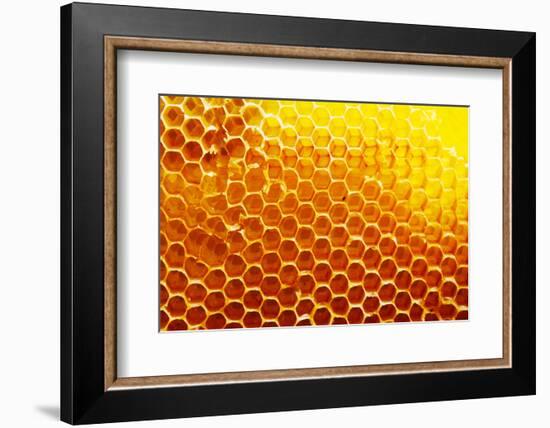 Honey Beehive-val lawless-Framed Photographic Print