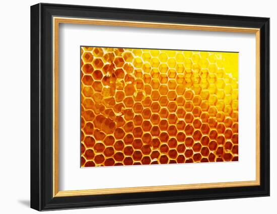 Honey Beehive-val lawless-Framed Photographic Print