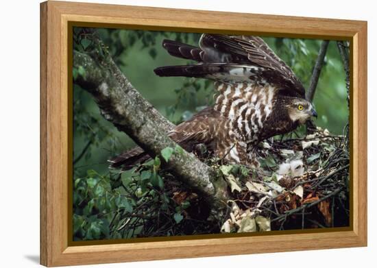 Honey Buzzard at Nest, with Chicks-null-Framed Premier Image Canvas