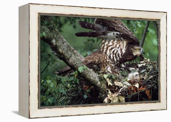 Honey Buzzard at Nest, with Chicks-null-Framed Premier Image Canvas