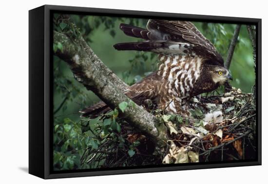 Honey Buzzard at Nest, with Chicks-null-Framed Premier Image Canvas