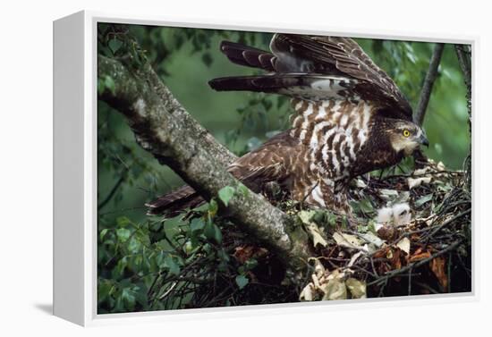 Honey Buzzard at Nest, with Chicks-null-Framed Premier Image Canvas