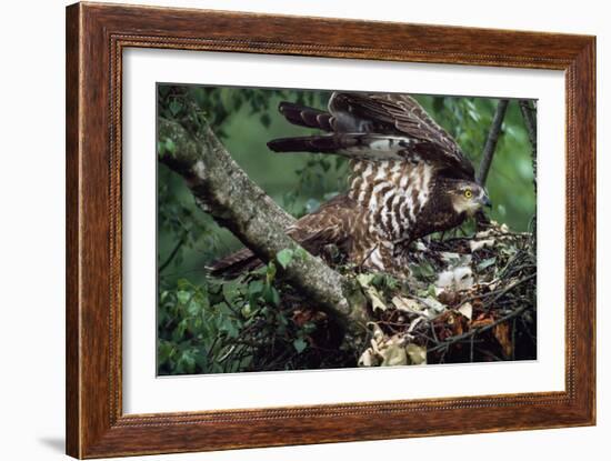 Honey Buzzard at Nest, with Chicks-null-Framed Photographic Print