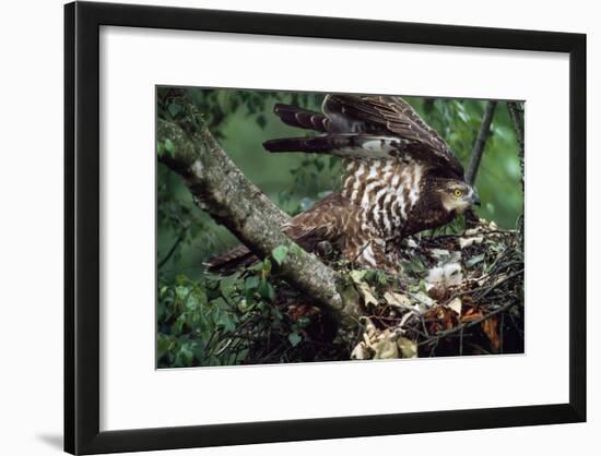 Honey Buzzard at Nest, with Chicks-null-Framed Photographic Print