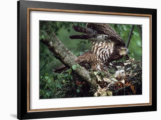 Honey Buzzard at Nest, with Chicks-null-Framed Photographic Print