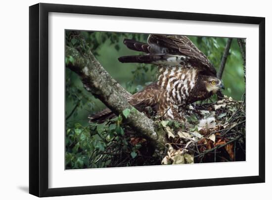 Honey Buzzard at Nest, with Chicks-null-Framed Photographic Print