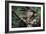 Honey Buzzard at Nest, with Chicks-null-Framed Photographic Print