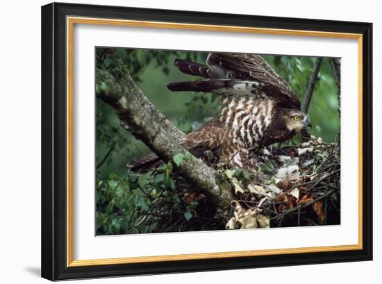 Honey Buzzard at Nest, with Chicks-null-Framed Photographic Print