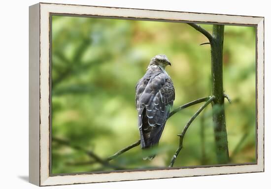 honey buzzard, Pernis apivorus, branch, wood, sidewise, sit-David & Micha Sheldon-Framed Premier Image Canvas