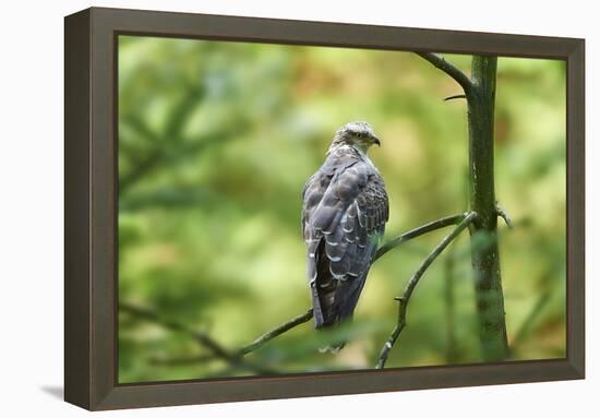 honey buzzard, Pernis apivorus, branch, wood, sidewise, sit-David & Micha Sheldon-Framed Premier Image Canvas