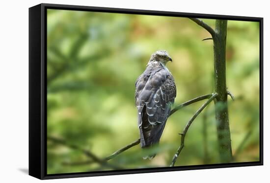 honey buzzard, Pernis apivorus, branch, wood, sidewise, sit-David & Micha Sheldon-Framed Premier Image Canvas