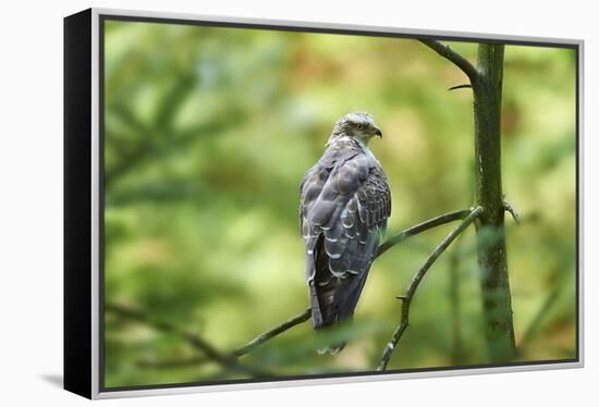 honey buzzard, Pernis apivorus, branch, wood, sidewise, sit-David & Micha Sheldon-Framed Premier Image Canvas