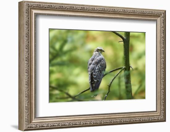 honey buzzard, Pernis apivorus, branch, wood, sidewise, sit-David & Micha Sheldon-Framed Photographic Print