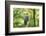 honey buzzard, Pernis apivorus, branch, wood, sidewise, sit-David & Micha Sheldon-Framed Photographic Print