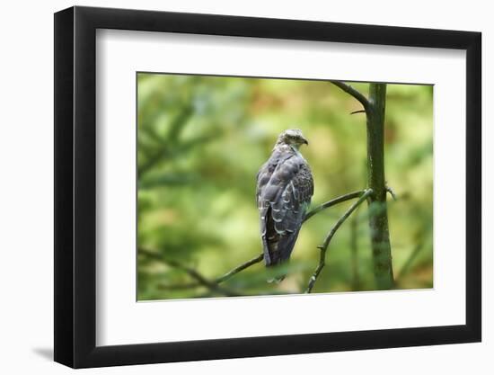 honey buzzard, Pernis apivorus, branch, wood, sidewise, sit-David & Micha Sheldon-Framed Photographic Print