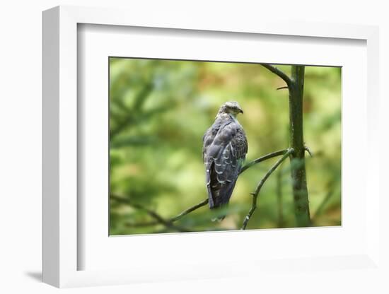 honey buzzard, Pernis apivorus, branch, wood, sidewise, sit-David & Micha Sheldon-Framed Photographic Print