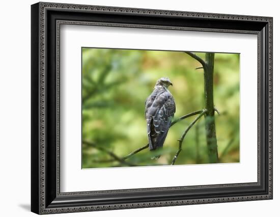 honey buzzard, Pernis apivorus, branch, wood, sidewise, sit-David & Micha Sheldon-Framed Photographic Print