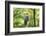 honey buzzard, Pernis apivorus, branch, wood, sidewise, sit-David & Micha Sheldon-Framed Photographic Print