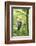 honey buzzard, Pernis apivorus, branch, wood, sidewise, sit-David & Micha Sheldon-Framed Photographic Print