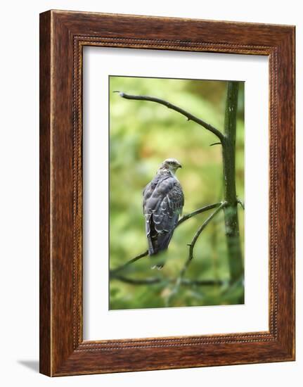 honey buzzard, Pernis apivorus, branch, wood, sidewise, sit-David & Micha Sheldon-Framed Photographic Print