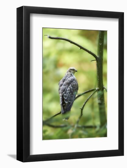 honey buzzard, Pernis apivorus, branch, wood, sidewise, sit-David & Micha Sheldon-Framed Photographic Print