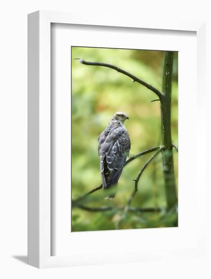 honey buzzard, Pernis apivorus, branch, wood, sidewise, sit-David & Micha Sheldon-Framed Photographic Print