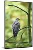 honey buzzard, Pernis apivorus, branch, wood, sidewise, sit-David & Micha Sheldon-Mounted Photographic Print