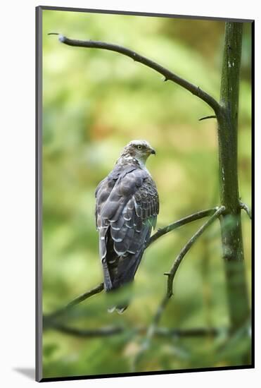 honey buzzard, Pernis apivorus, branch, wood, sidewise, sit-David & Micha Sheldon-Mounted Photographic Print