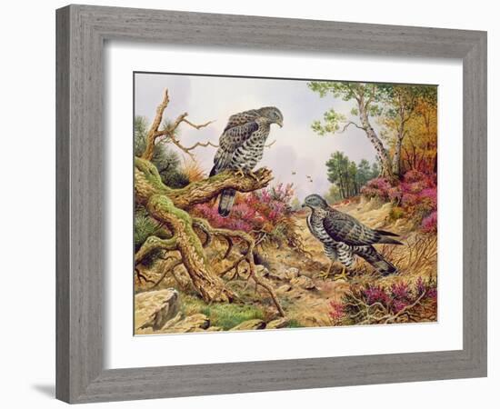 Honey Buzzards-Carl Donner-Framed Giclee Print