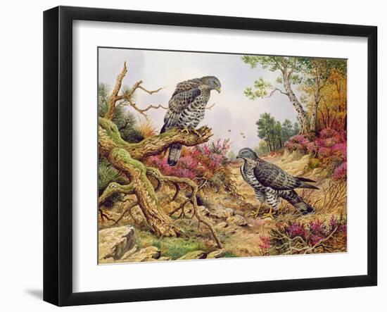 Honey Buzzards-Carl Donner-Framed Giclee Print