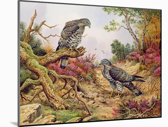 Honey Buzzards-Carl Donner-Mounted Giclee Print