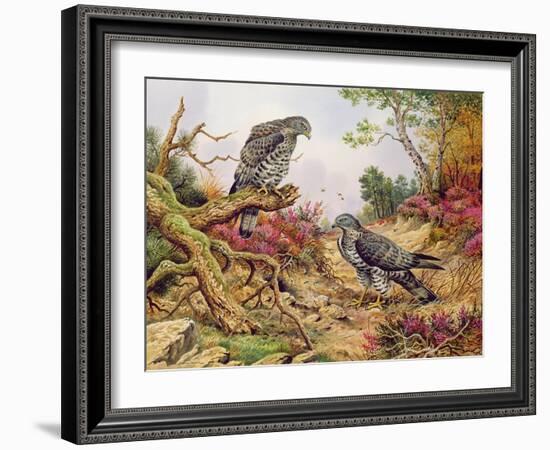 Honey Buzzards-Carl Donner-Framed Giclee Print