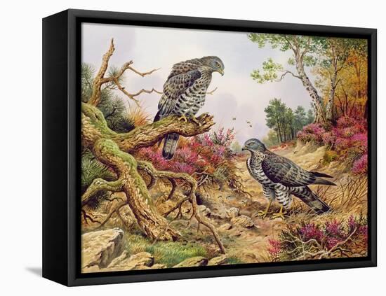 Honey Buzzards-Carl Donner-Framed Premier Image Canvas