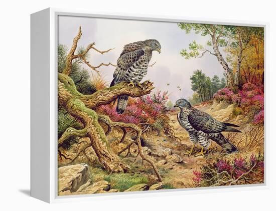 Honey Buzzards-Carl Donner-Framed Premier Image Canvas