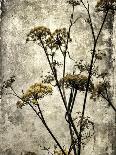 Fuchsia Daisy IV-Honey Malek-Photographic Print