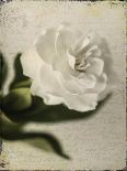 Gardenia Grunge II-Honey Malek-Stretched Canvas