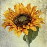 Gardenia Grunge II-Honey Malek-Framed Art Print