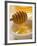 Honey Running from a Honey Dipper-null-Framed Photographic Print