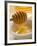 Honey Running from a Honey Dipper-null-Framed Photographic Print