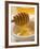 Honey Running from a Honey Dipper-null-Framed Photographic Print