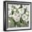 Honey White Blossoms-Carol Robinson-Framed Art Print