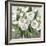 Honey White Blossoms-Carol Robinson-Framed Art Print