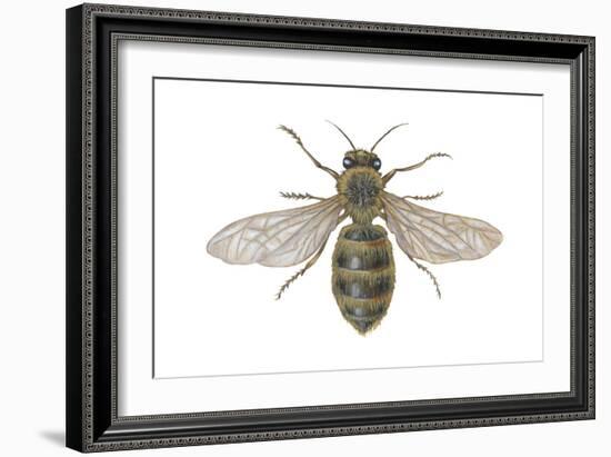 Honeybee (Apis Mellifica), Insects-Encyclopaedia Britannica-Framed Art Print