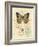 Honeybee Papillon-Chad Barrett-Framed Art Print