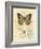 Honeybee Papillon-Chad Barrett-Framed Art Print