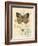 Honeybee Papillon-Chad Barrett-Framed Art Print